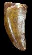 Thick, Serrated Carcharodontosaurus Tooth #37013-1